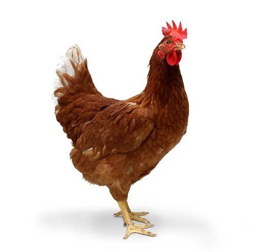 Fresh Desi Chicken for sale in Karachi - Akhtar Sabir Fresh